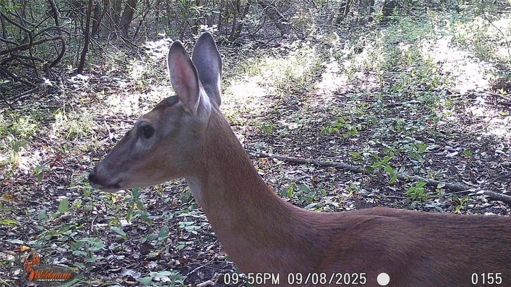 274.48 acres in Collin County - photo 33