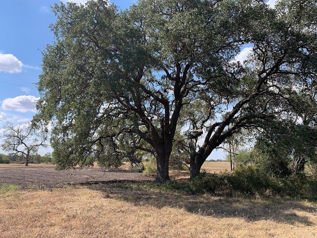10.81 acres in Colorado County - photo 3