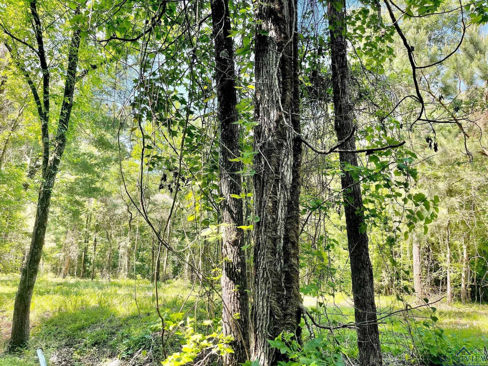 2.77 acres in Marion County - photo 5