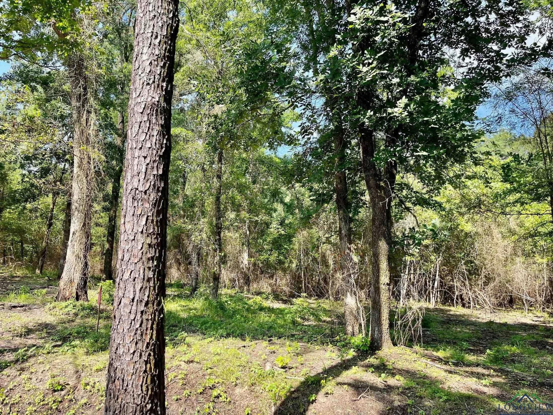 2.77 acres in Marion County - photo 6