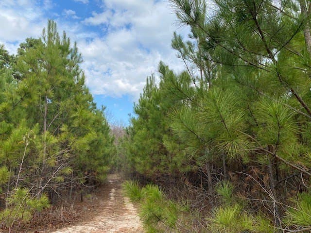15.53 acres in Henderson County - photo 3
