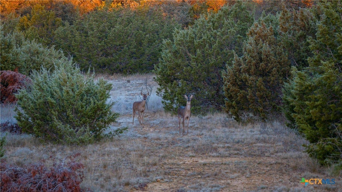 400 acres in McCulloch County - photo 9