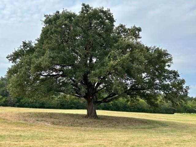 175 acres in Hopkins County - photo 19