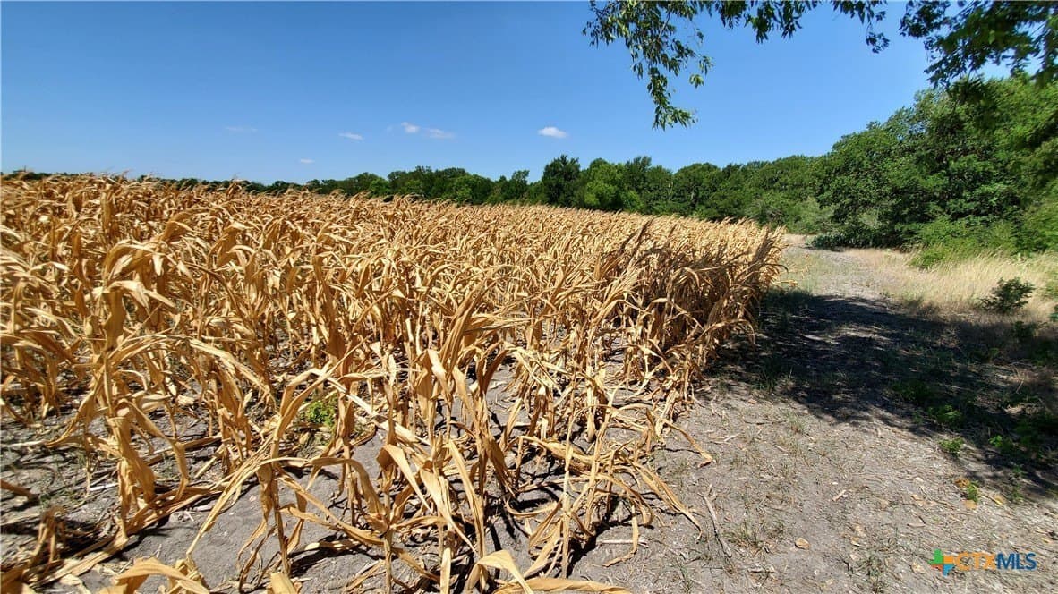 80.5 acres in Bell County - photo 20