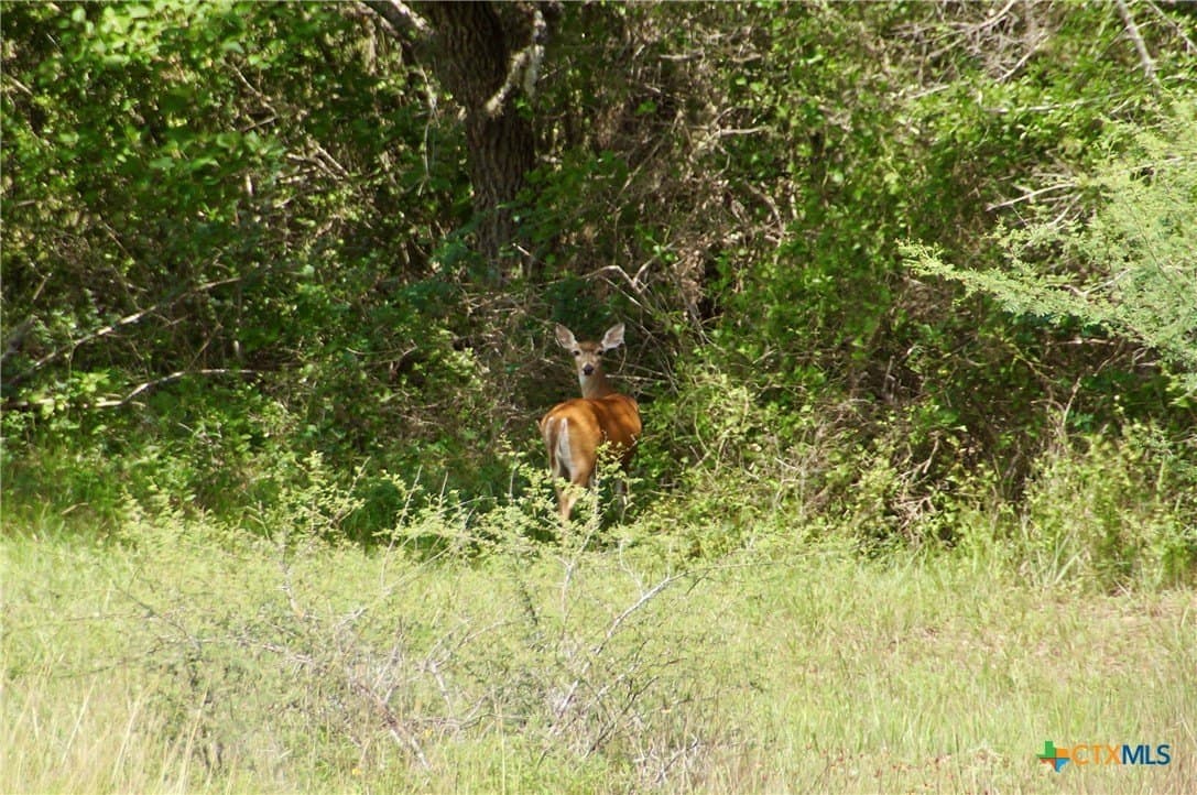 17.9 acres in DeWitt County - photo 34