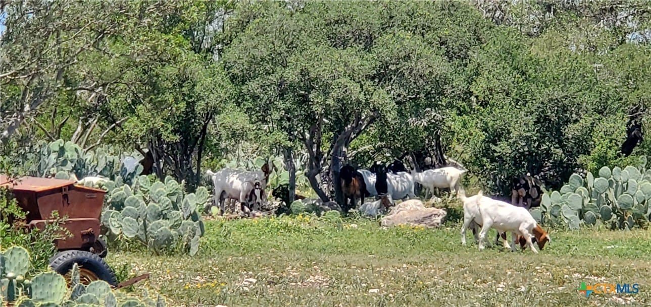 88.06 acres in Uvalde County - photo 22
