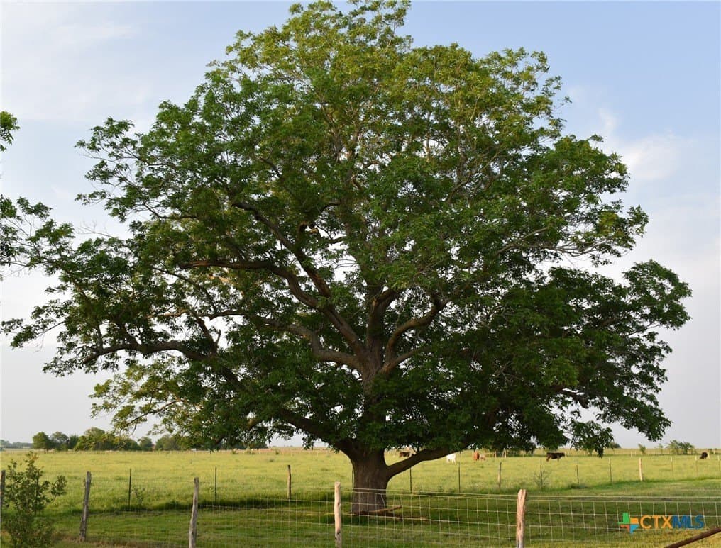 18.4 acres in Lavaca County - photo 24