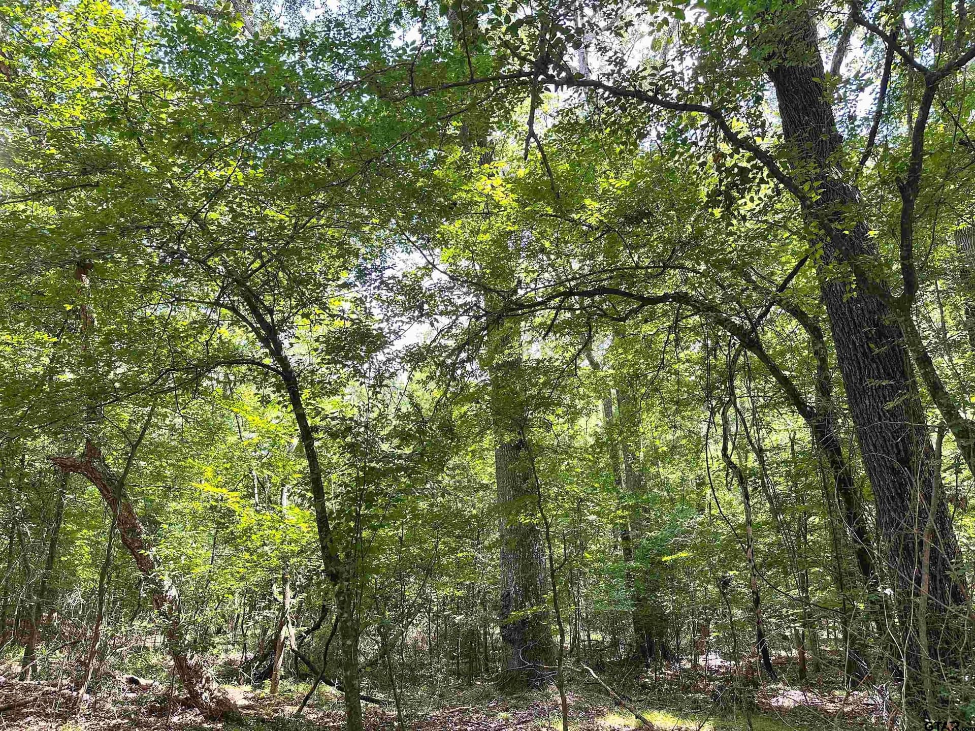 5 acres in Anderson County - photo 5