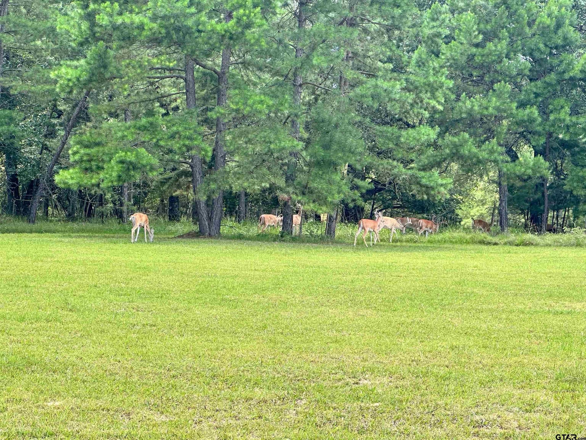 5 acres in Anderson County - photo 15