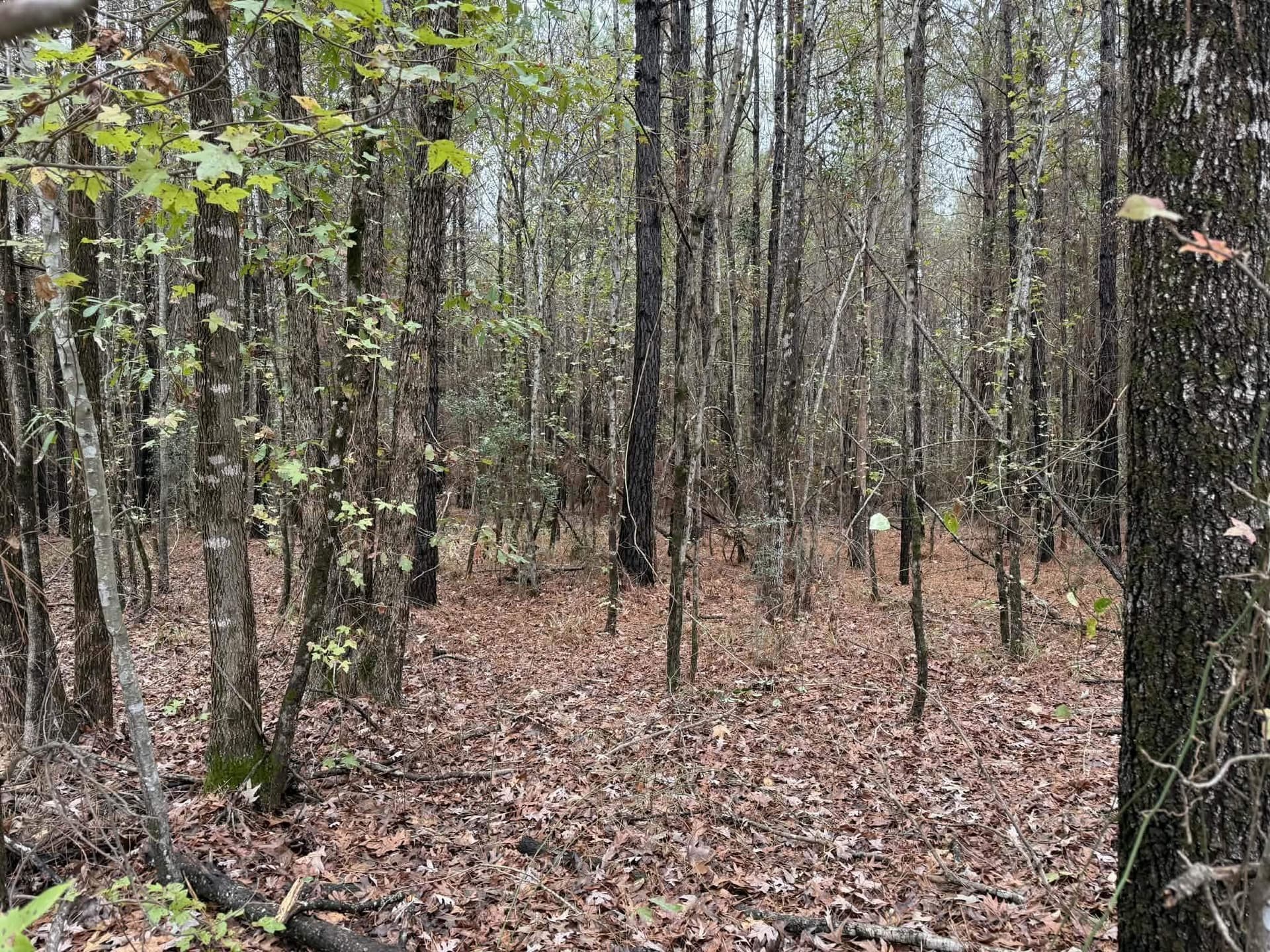 3.09 acres in Marion County - photo 6
