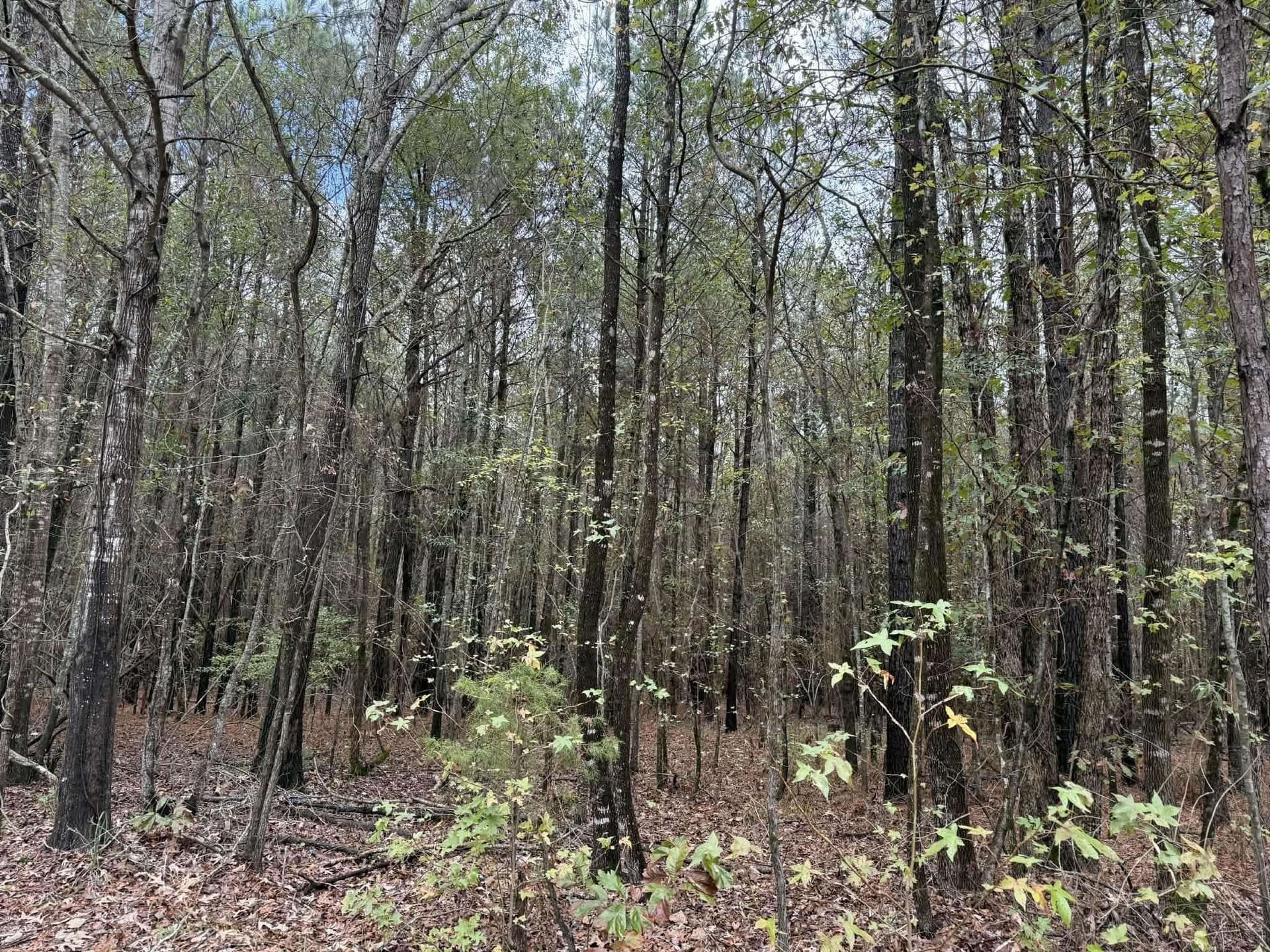 3.09 acres in Marion County - photo 4