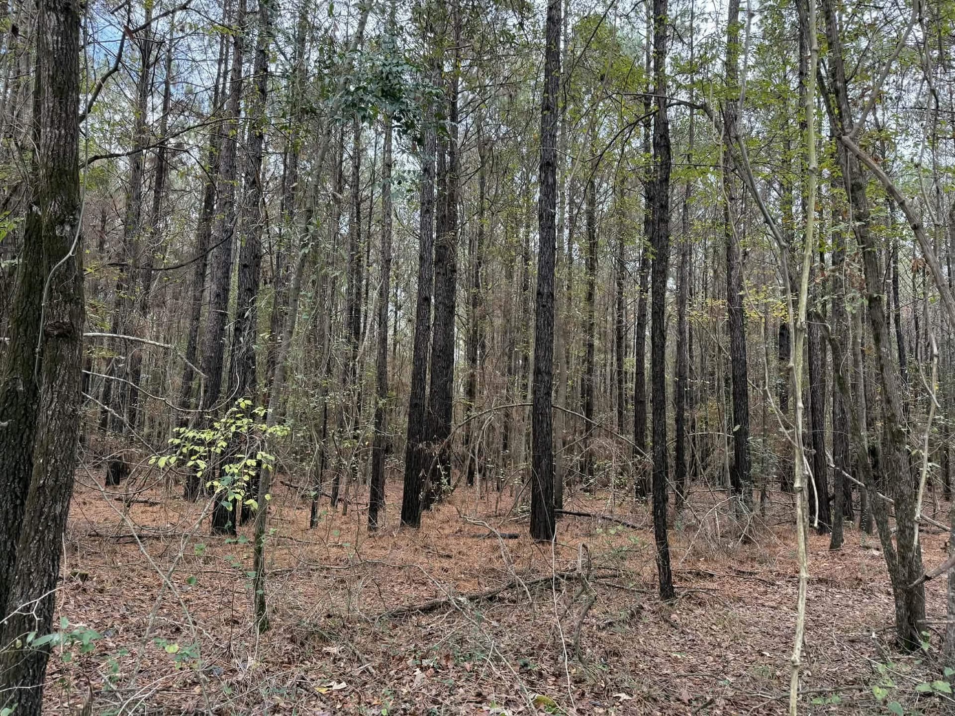 3.09 acres in Marion County - photo 3