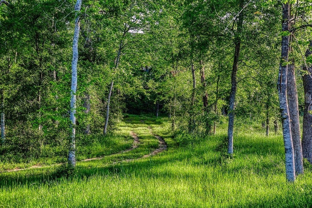 17.65 acres in Waller County - photo 10