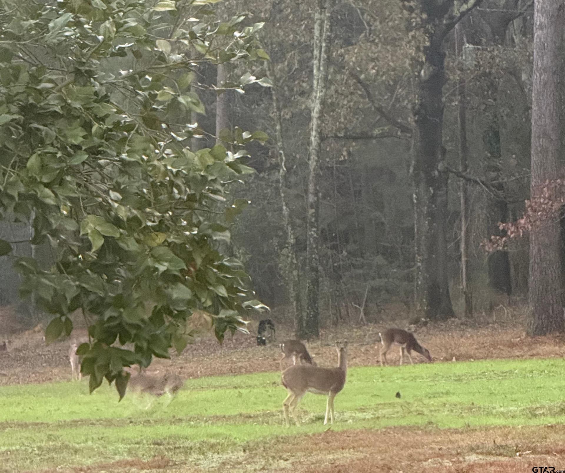 10 acres in Smith County - photo 48