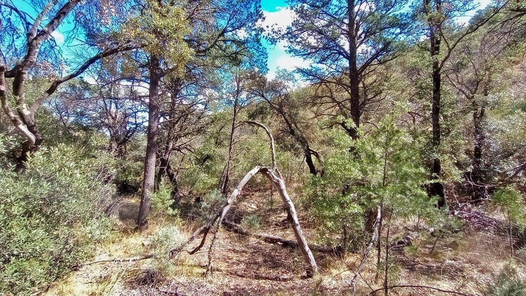 5.49 acres in Jeff Davis County - photo 6
