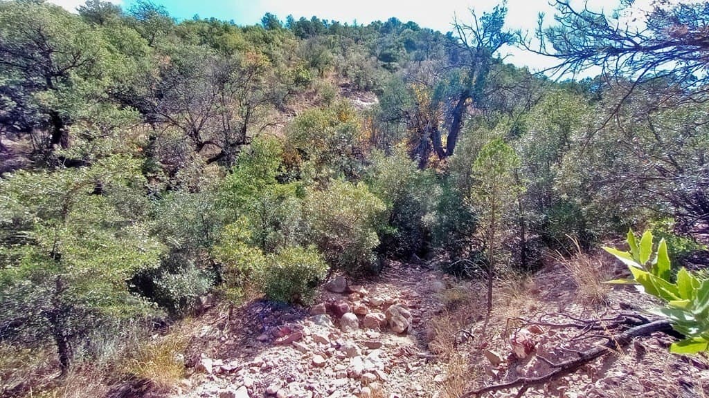5.49 acres in Jeff Davis County - photo 7