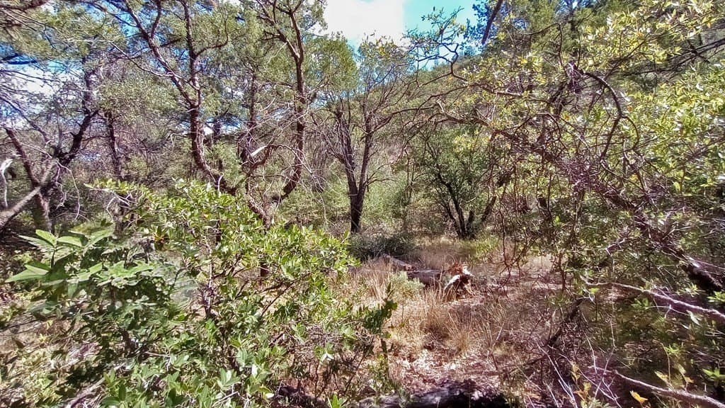 5.49 acres in Jeff Davis County - photo 2