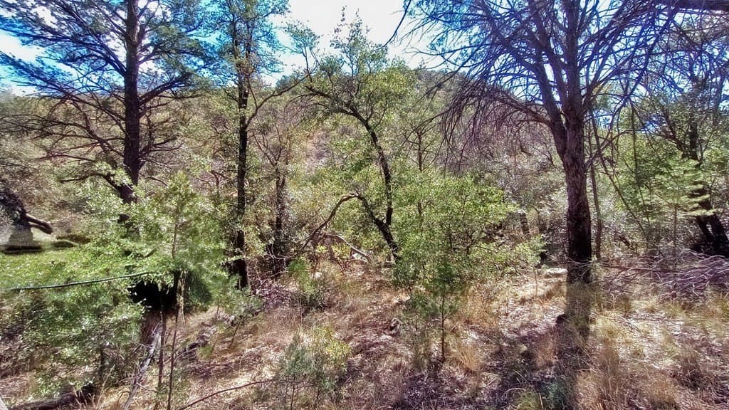 5.49 acres in Jeff Davis County - photo 5