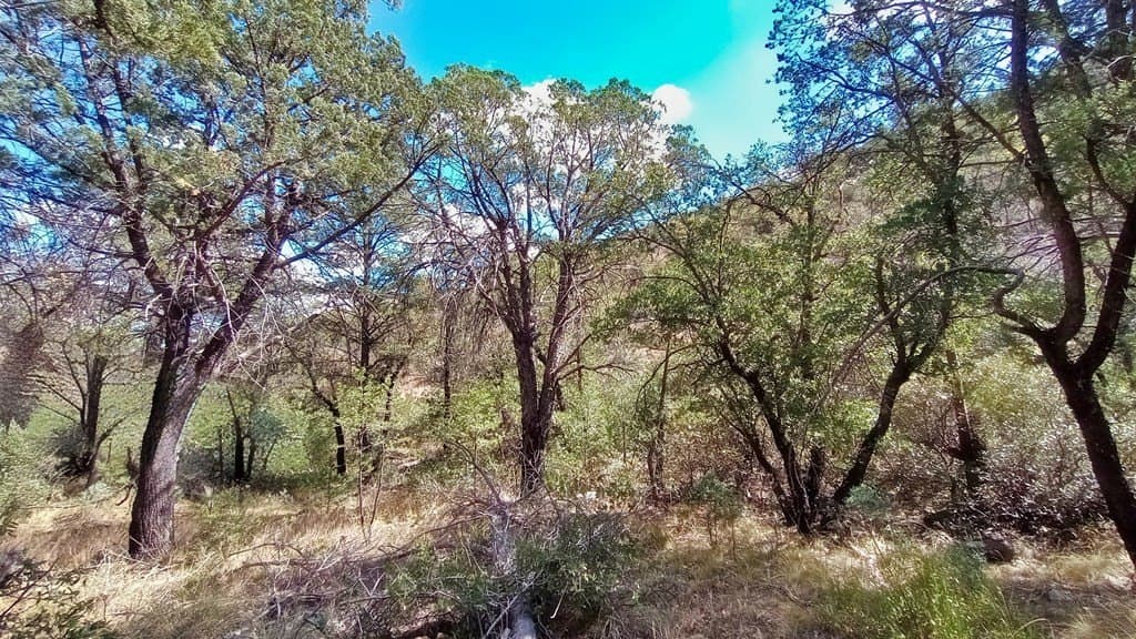 5.49 acres in Jeff Davis County - photo 4