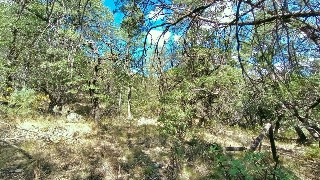 5.49 acres in Jeff Davis County - photo 11