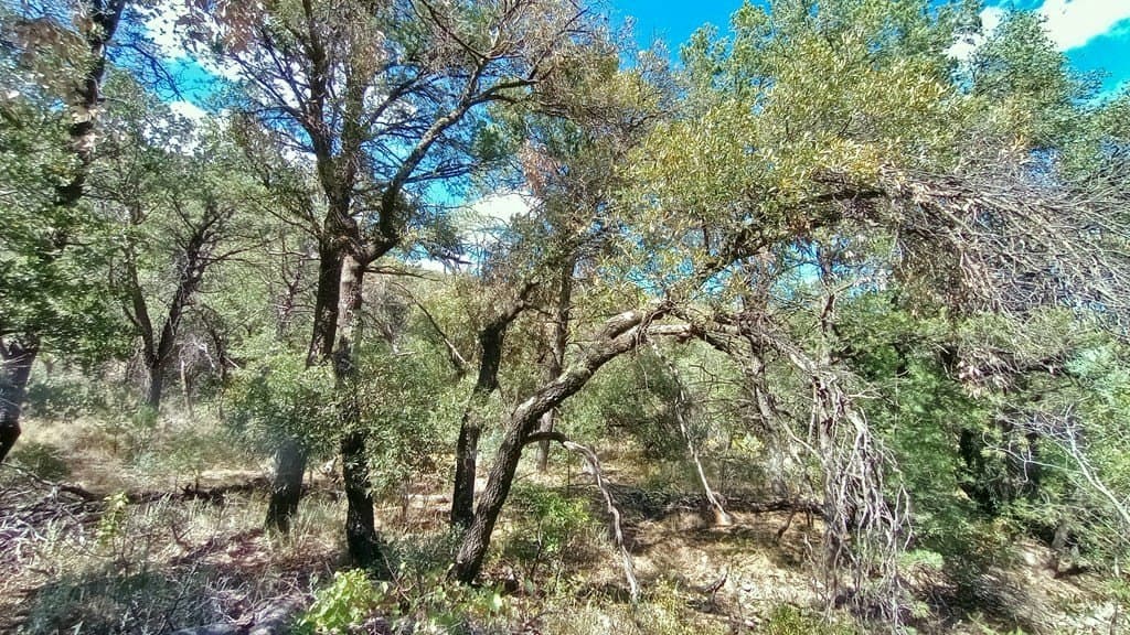 5.49 acres in Jeff Davis County - photo 10