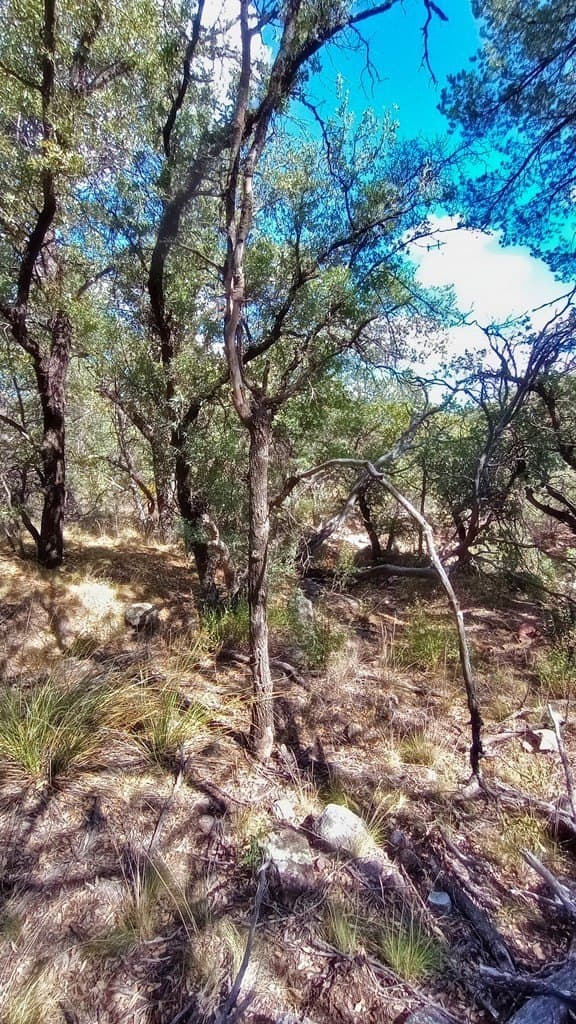 5.49 acres in Jeff Davis County - photo 13