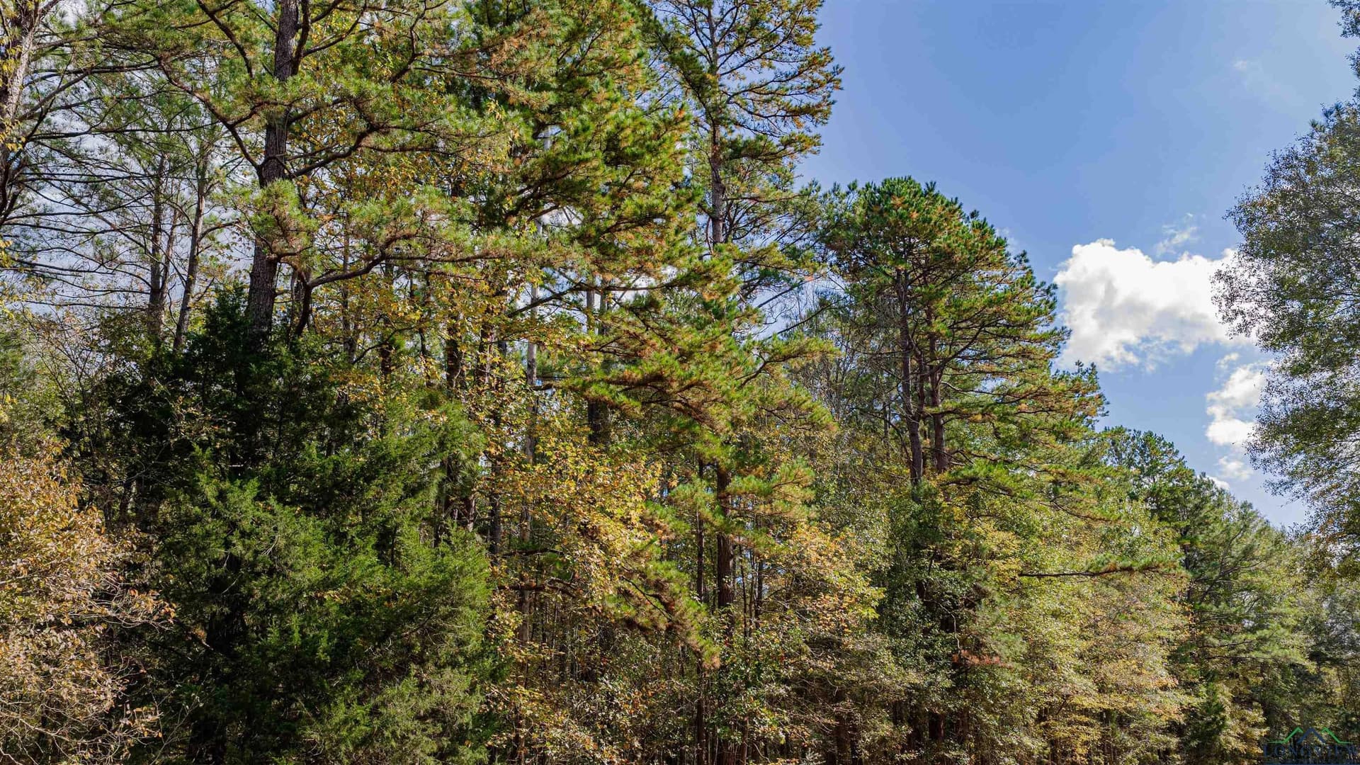 11.83 acres in Rusk County - photo 9