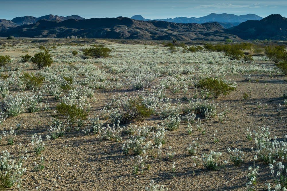 40 acres in Brewster County - photo 3