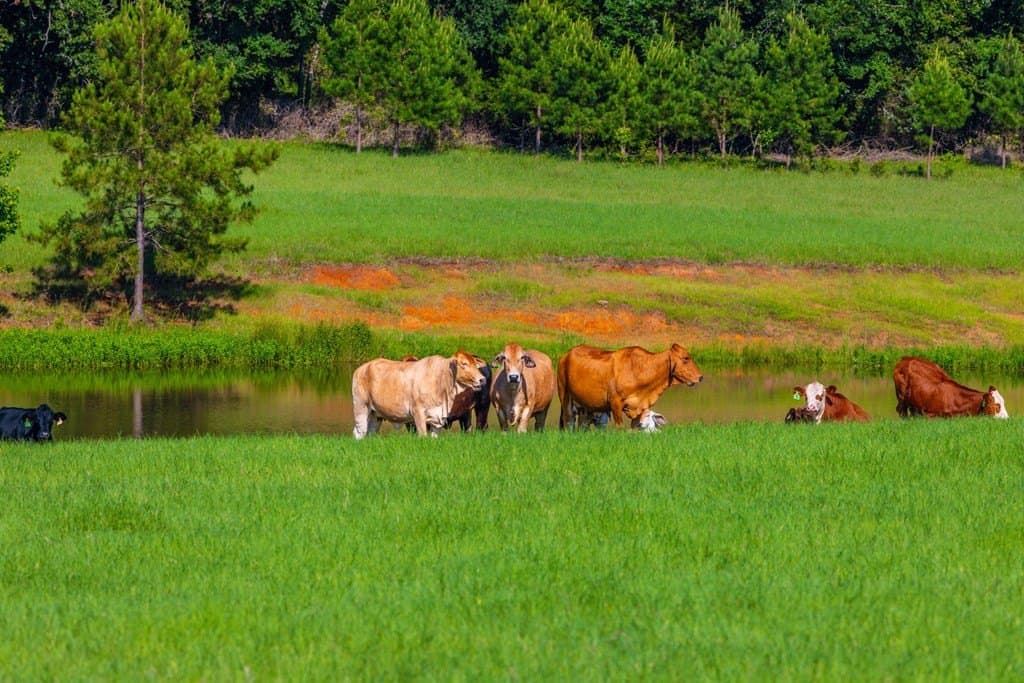 54.89 acres in Anderson County - photo 17