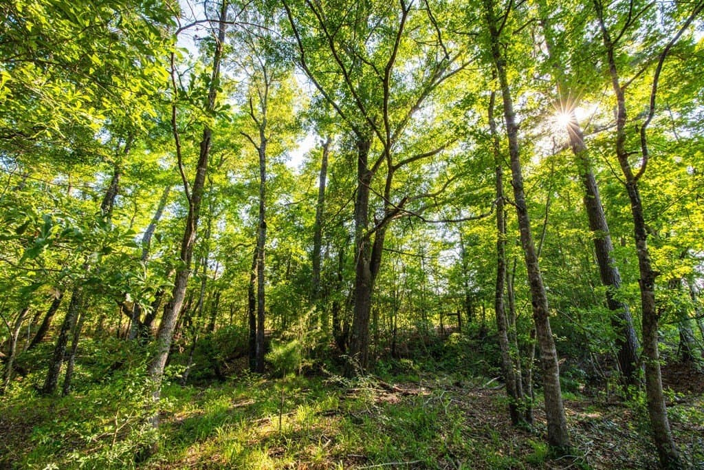 54.89 acres in Anderson County - photo 18