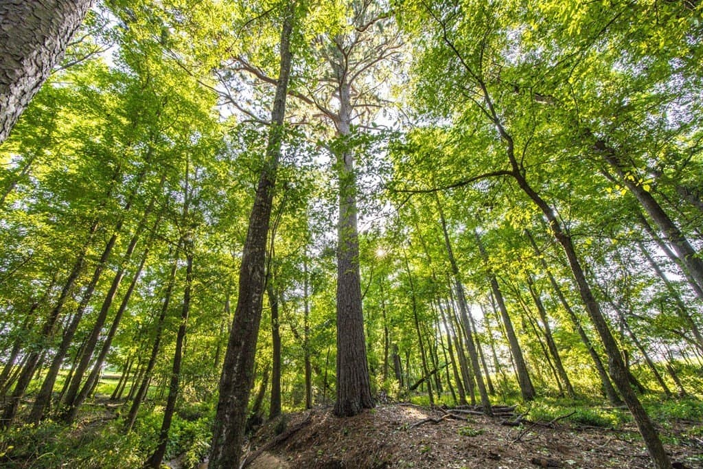 54.89 acres in Anderson County - photo 23