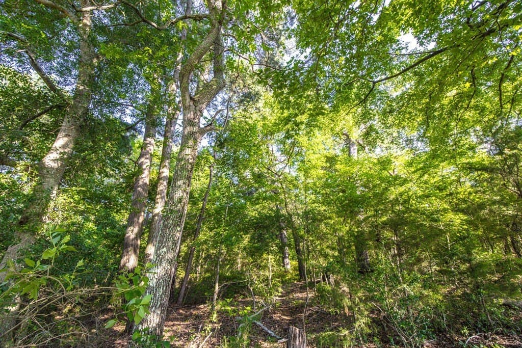 54.89 acres in Anderson County - photo 21