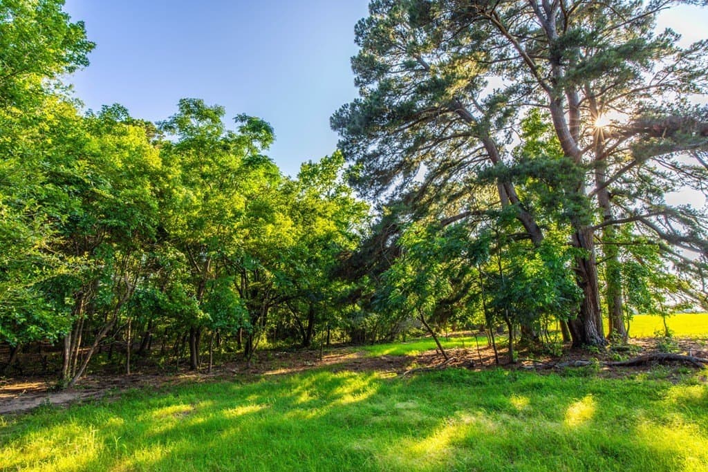 54.89 acres in Anderson County - photo 22