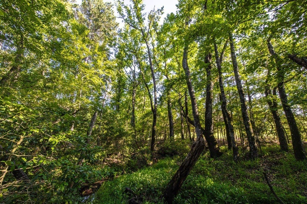 54.89 acres in Anderson County - photo 19