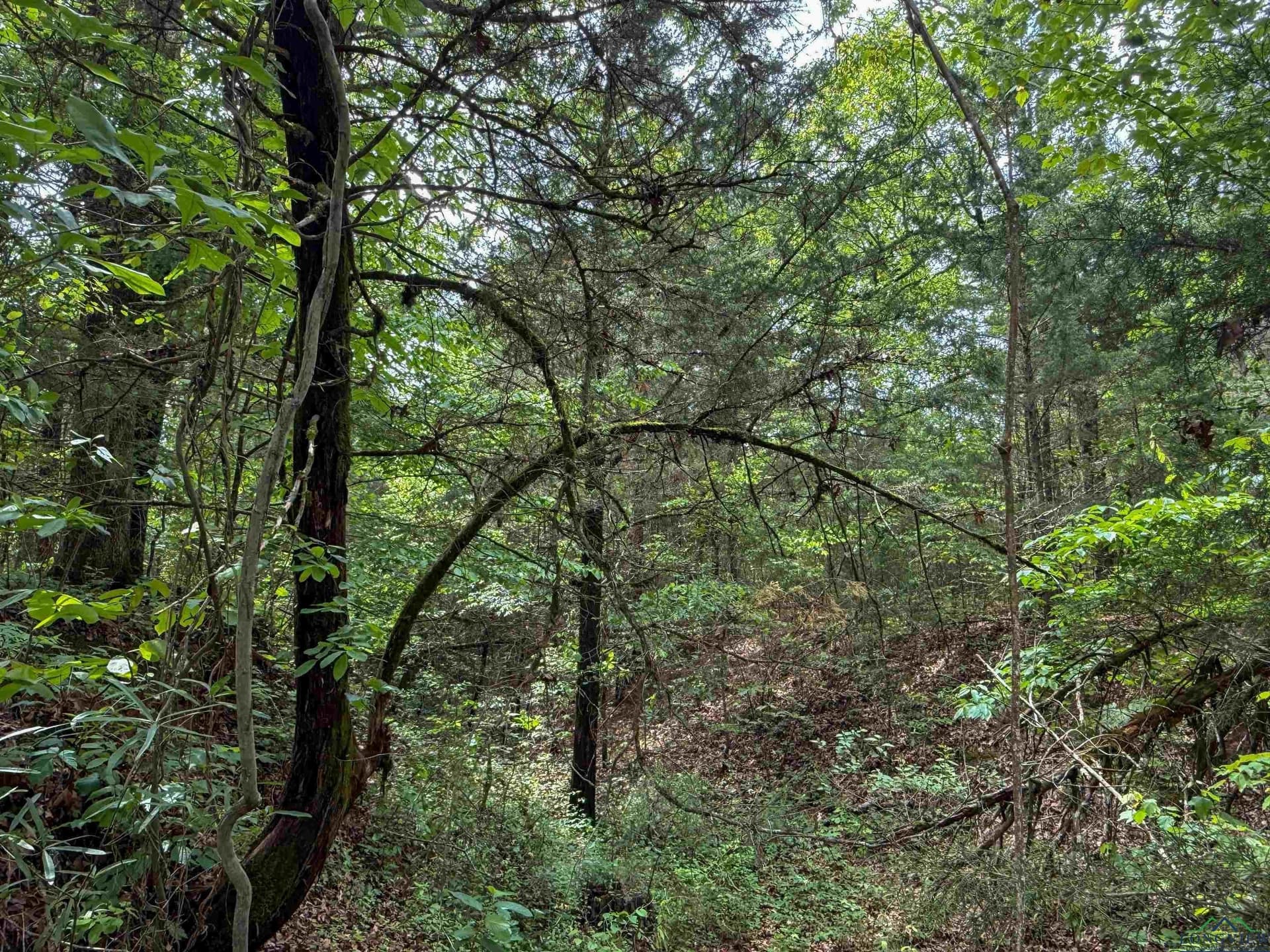 16.71 acres in Cass County - photo 40