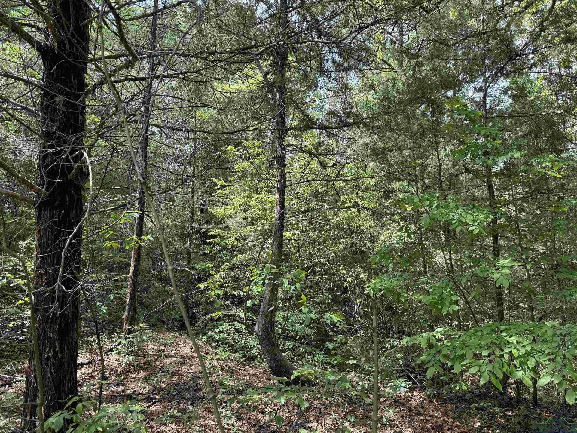 16.71 acres in Cass County - photo 41