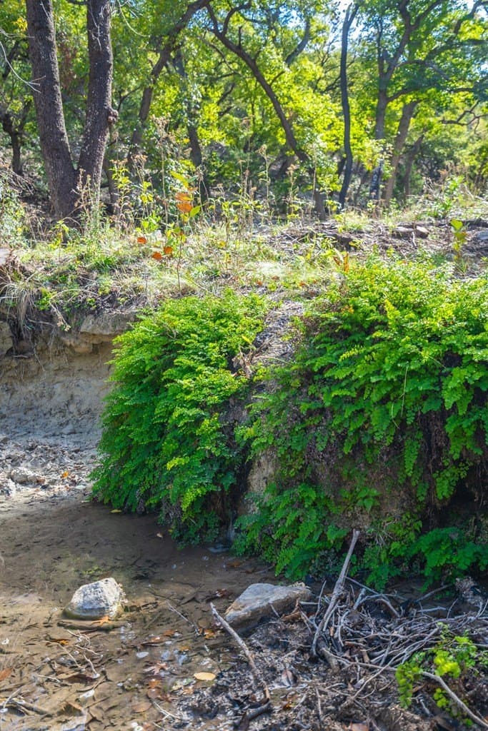 230 acres in Real County - photo 4