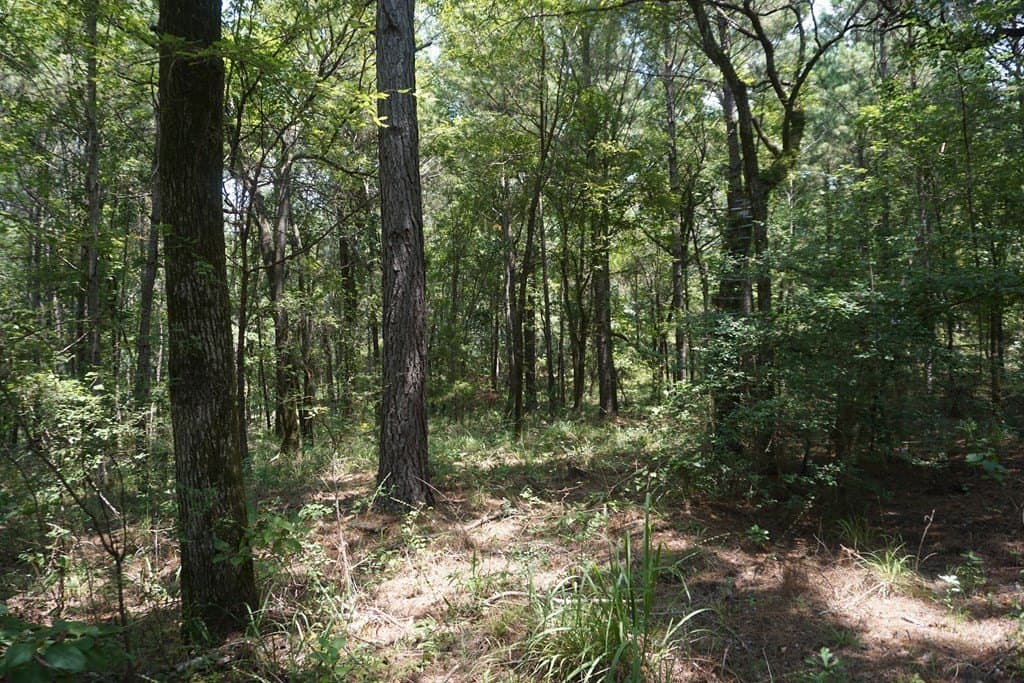 26 acres in ANDERSON County - photo 7
