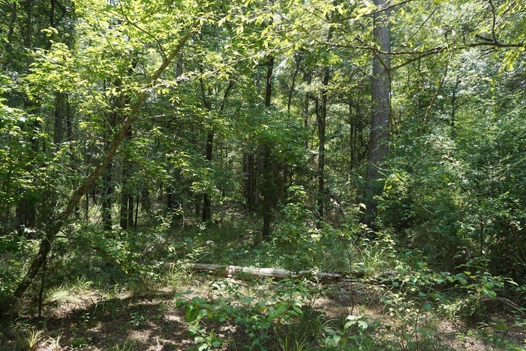26 acres in ANDERSON County - photo 13