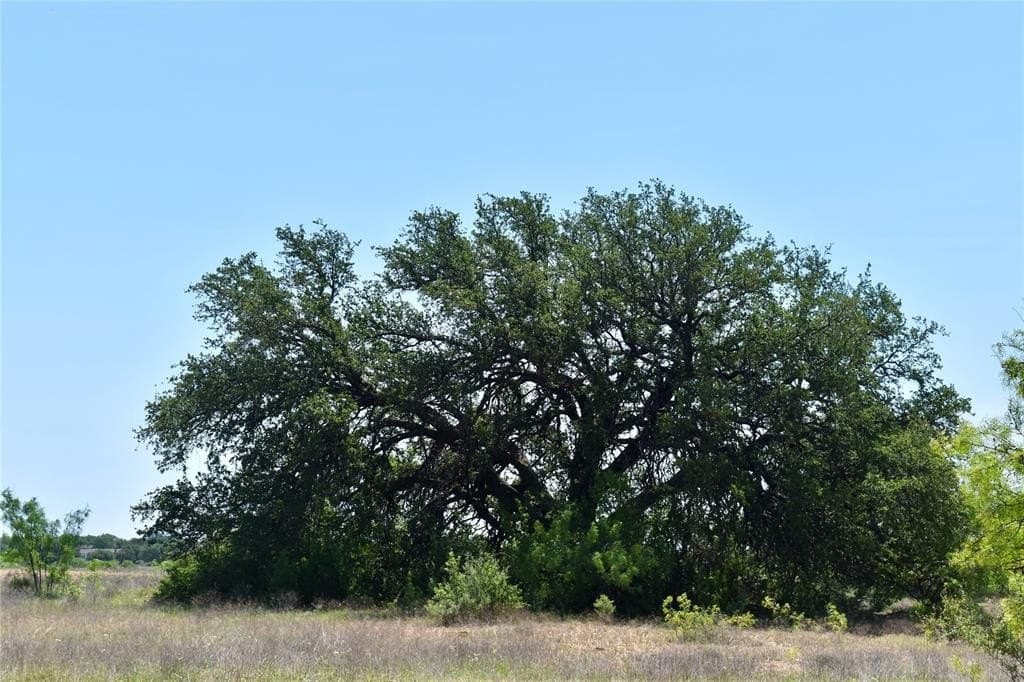 539.39 acres in McCulloch County - photo 5