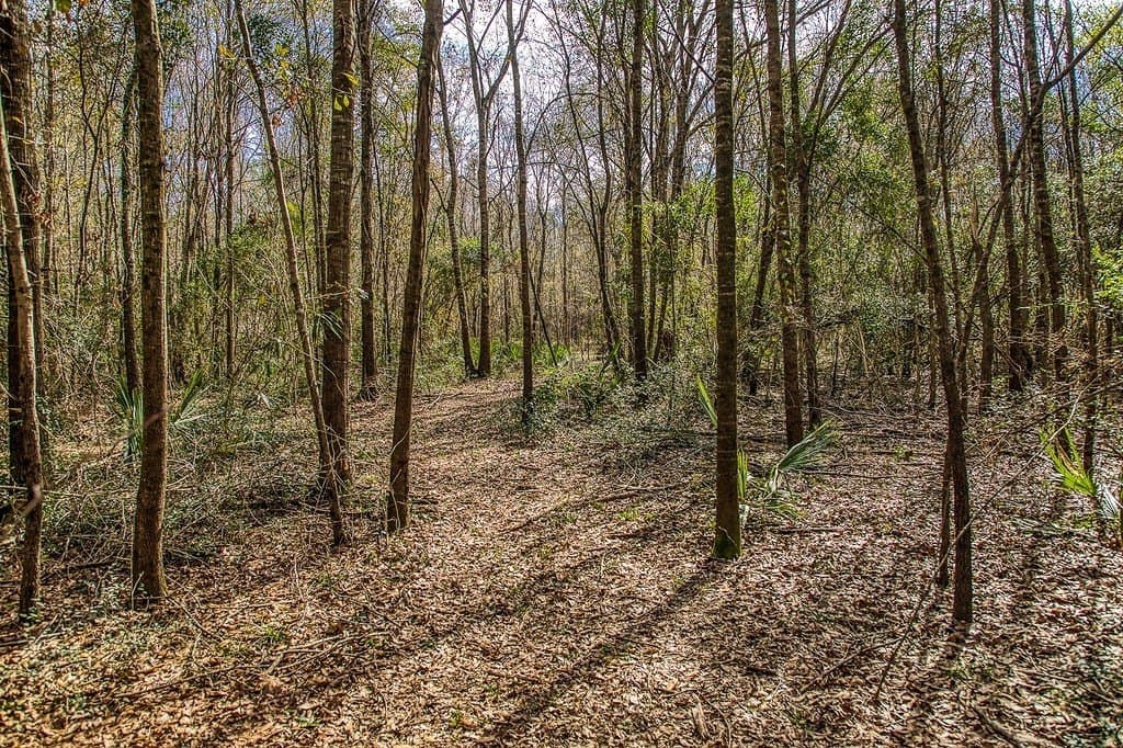 30.72 acres in Grimes County - photo 22