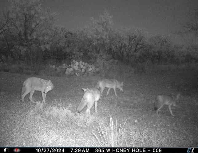 25.81 acres in Taylor County - photo 17