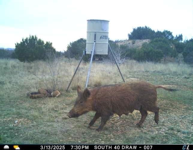 25.81 acres in Taylor County - photo 11