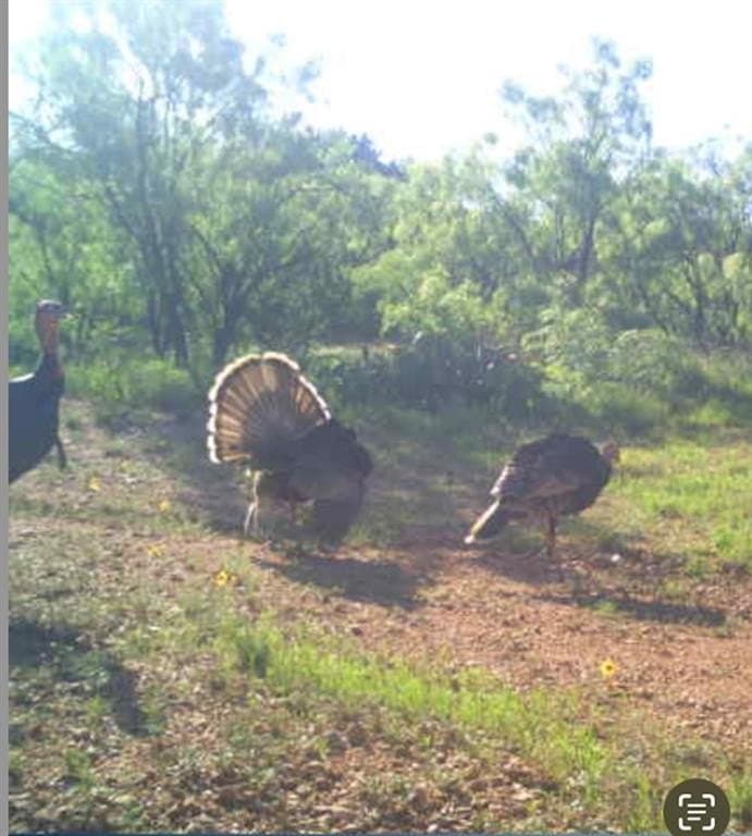 25.81 acres in Taylor County - photo 4