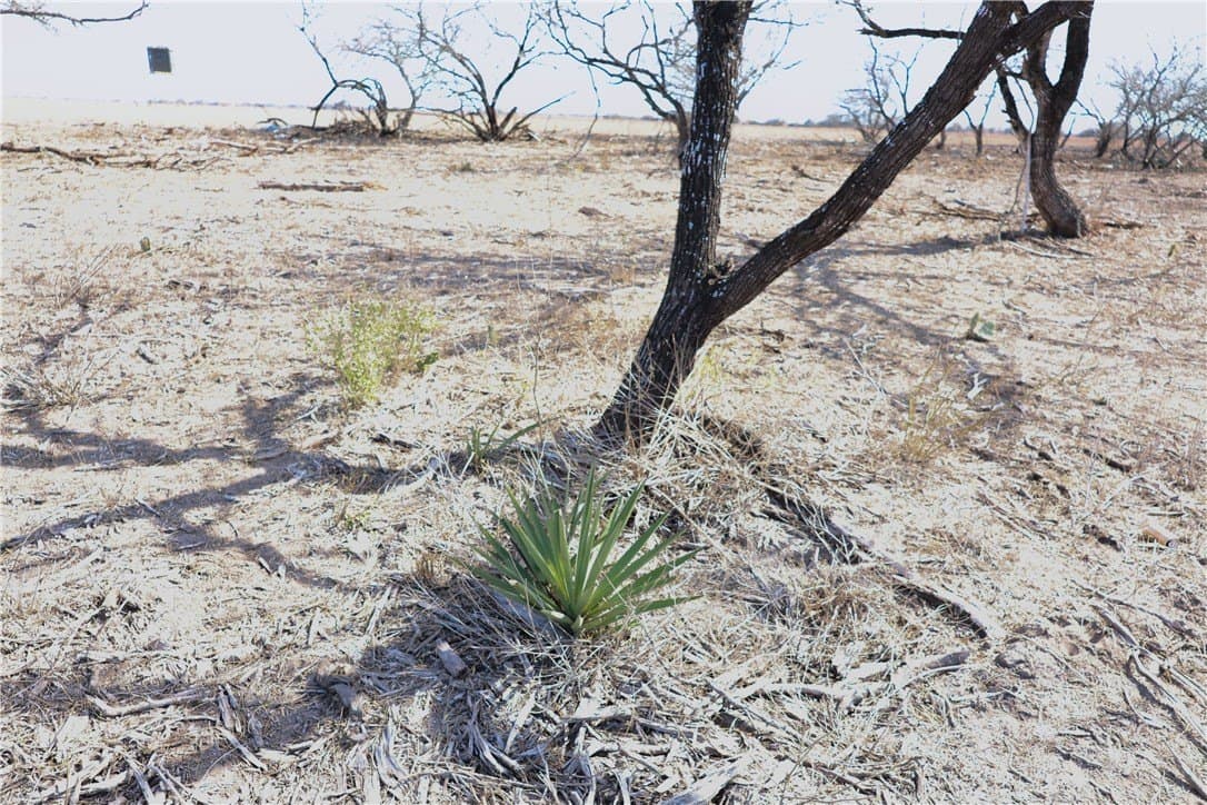 88.77 acres in Jim Wells County - photo 12