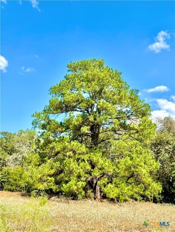 50.62 acres in Bastrop County - photo 8