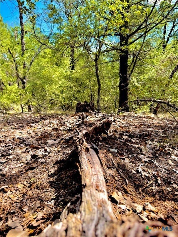 50.62 acres in Bastrop County - photo 6