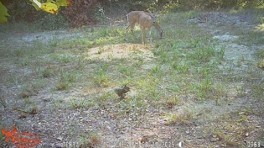 21.68 acres in Titus County - photo 40