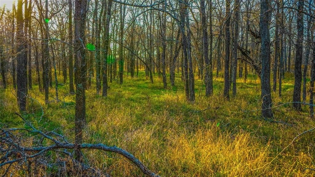 36 acres in Bell County - photo 30