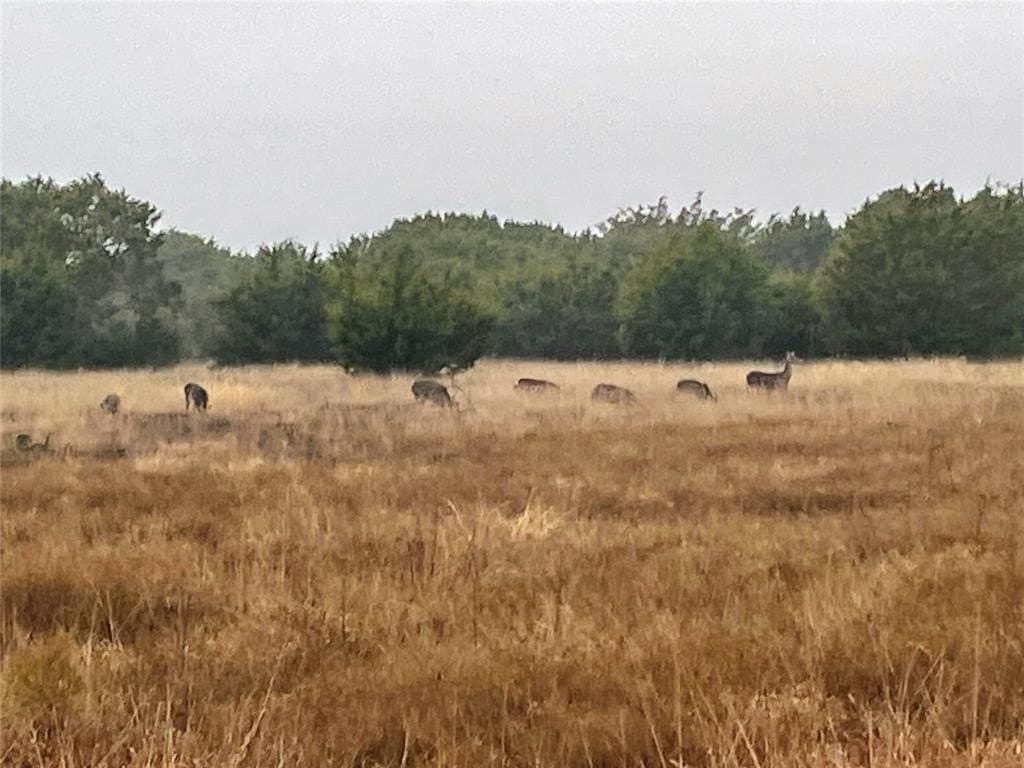 50 acres in Coryell County - photo 11